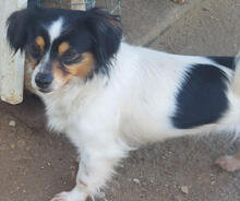LAVENDEL, Hund, Mischlingshund in Portugal - Bild 1