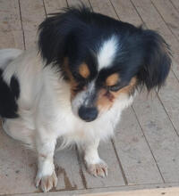 LAVENDEL, Hund, Mischlingshund in Portugal - Bild 3