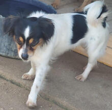 LAVENDEL, Hund, Mischlingshund in Portugal - Bild 4