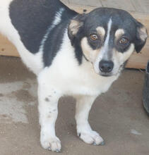PRIMEL, Hund, Mischlingshund in Portugal - Bild 1