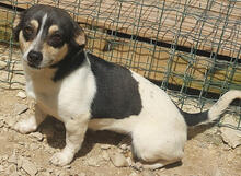 PRIMEL, Hund, Mischlingshund in Portugal - Bild 2