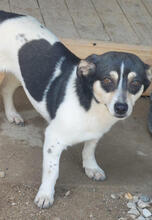 PRIMEL, Hund, Mischlingshund in Portugal - Bild 3