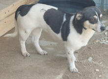 PRIMEL, Hund, Mischlingshund in Portugal - Bild 4