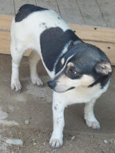 PRIMEL, Hund, Mischlingshund in Portugal - Bild 5