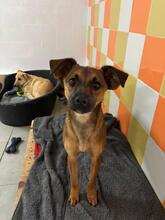 GALINI, Hund, Mischlingshund in Portugal - Bild 1