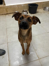 GALINI, Hund, Mischlingshund in Portugal - Bild 2