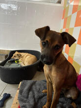 GALINI, Hund, Mischlingshund in Portugal - Bild 3