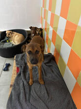 GALINI, Hund, Mischlingshund in Portugal - Bild 4
