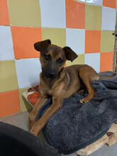 GALINI, Hund, Mischlingshund in Portugal - Bild 5
