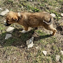 LEYLA, Hund, Mischlingshund in Rumänien - Bild 3