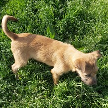 LEYLA, Hund, Mischlingshund in Rumänien - Bild 4