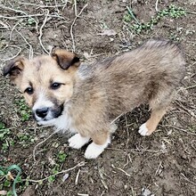 LEYLA, Hund, Mischlingshund in Rumänien - Bild 5