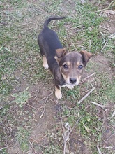BELLA, Hund, Mischlingshund in Rumänien - Bild 2