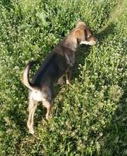 BELLA, Hund, Mischlingshund in Rumänien - Bild 3