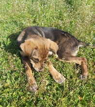 BELLA, Hund, Mischlingshund in Rumänien - Bild 4