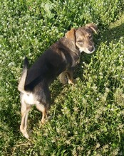 BELLA, Hund, Mischlingshund in Rumänien - Bild 5