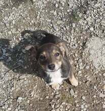 BELLA, Hund, Mischlingshund in Rumänien - Bild 6