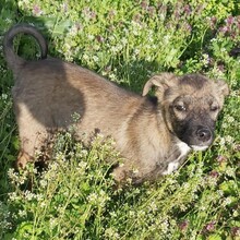 FIONA, Hund, Mischlingshund in Rumänien - Bild 2