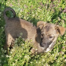FIONA, Hund, Mischlingshund in Rumänien - Bild 3