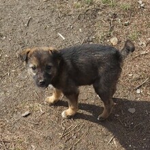 FIONA, Hund, Mischlingshund in Rumänien - Bild 4