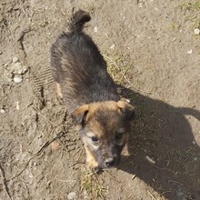 FIONA, Hund, Mischlingshund in Rumänien - Bild 5