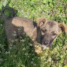FIONA, Hund, Mischlingshund in Rumänien - Bild 6