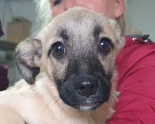 MASCHA, Hund, Mischlingshund in Rumänien - Bild 1