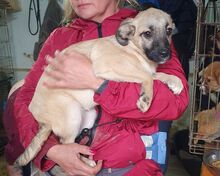 MASCHA, Hund, Mischlingshund in Rumänien - Bild 2