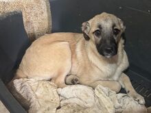 MASCHA, Hund, Mischlingshund in Rumänien - Bild 3