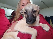 MASCHA, Hund, Mischlingshund in Rumänien - Bild 5