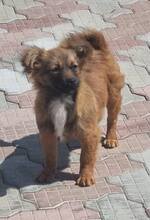 TOFFEE, Hund, Mischlingshund in Rumänien