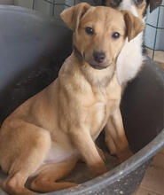 JASMINA, Hund, Mischlingshund in Portugal - Bild 1