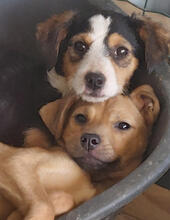 JASMINA, Hund, Mischlingshund in Portugal - Bild 3