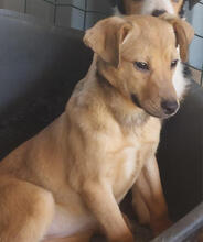 JASMINA, Hund, Mischlingshund in Portugal - Bild 4