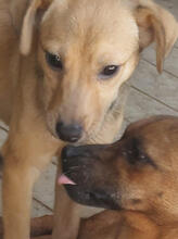 JASMINA, Hund, Mischlingshund in Portugal - Bild 5