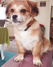 HANNAH, Hund, Mischlingshund in Erfweiler - Bild 1