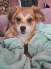 HANNAH, Hund, Mischlingshund in Erfweiler - Bild 2