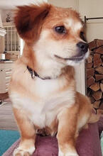 HANNAH, Hund, Mischlingshund in Erfweiler - Bild 4