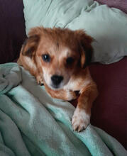 HANNAH, Hund, Mischlingshund in Erfweiler - Bild 5