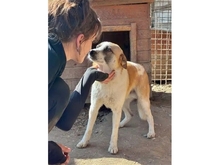 FOX, Hund, Mischlingshund in Rumänien - Bild 3