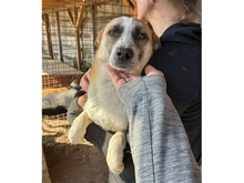 FOX, Hund, Mischlingshund in Rumänien - Bild 4