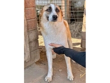 FOX, Hund, Mischlingshund in Rumänien - Bild 5