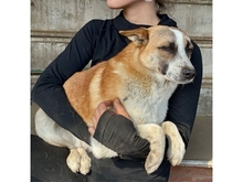 FOX, Hund, Mischlingshund in Rumänien - Bild 6