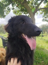 BRUNA, Hund, Golden Retriever-Collie-Hovawart-Mix in Italien - Bild 1
