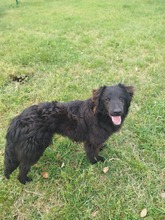 BRUNA, Hund, Golden Retriever-Collie-Hovawart-Mix in Italien - Bild 2