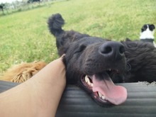 BRUNA, Hund, Golden Retriever-Collie-Hovawart-Mix in Italien - Bild 3