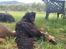 BRUNA, Hund, Golden Retriever-Collie-Hovawart-Mix in Italien - Bild 4