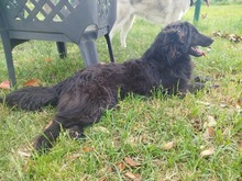 BRUNA, Hund, Golden Retriever-Collie-Hovawart-Mix in Italien - Bild 5