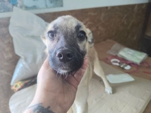MASHA, Hund, Mischlingshund in Rumänien - Bild 1