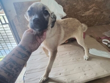 MASHA, Hund, Mischlingshund in Rumänien - Bild 2